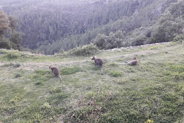 Trois kangourous évoluent en "semi-liberté" dans le parc de la maison forestière des Trois termes, près de Saint-Raphaël.