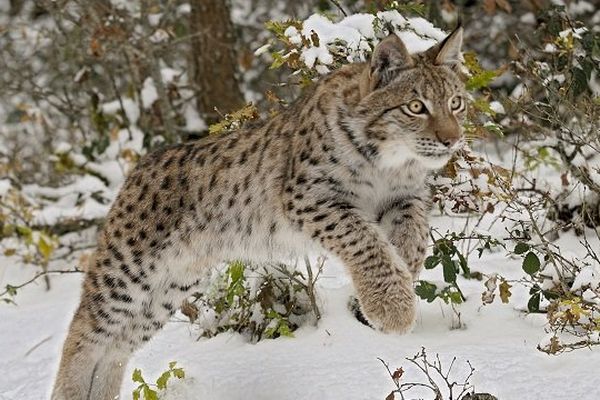 Un lynx à l'affût. 