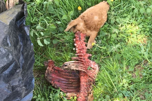 Un éleveur de Chalinargues, dans la Cantal, pense qu'un loup s'en est pris à un de ses veaux dans la nuit du 14 au 15 mai.