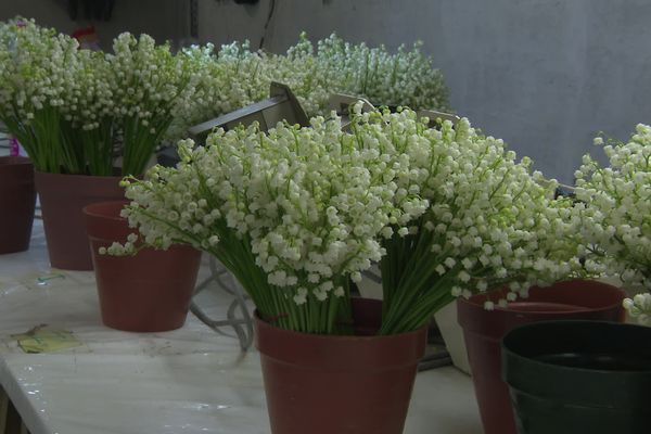 Cette année, le muguet a été cueilli avec cinq jours d'avance