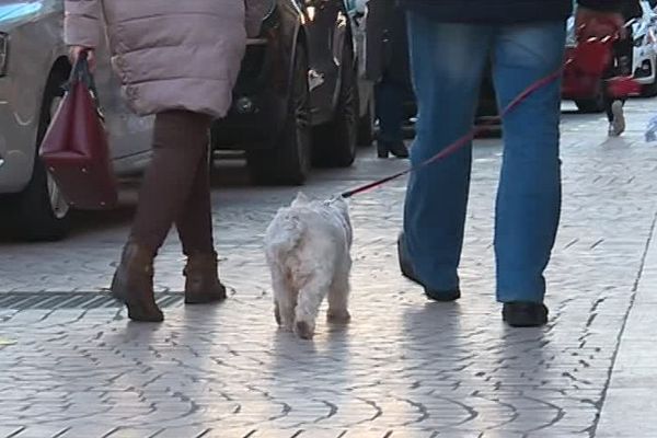 Beziers Plusieurs Chiens Sont Morts Empoisonnes Apres Une Promenade En Centre Ville