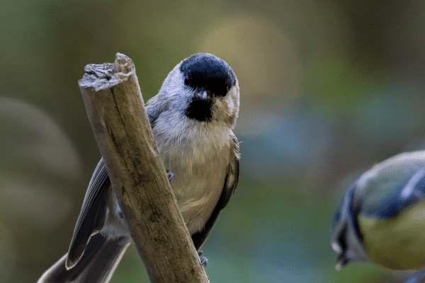 La mésange parmi les oiseaux en voie de disparition