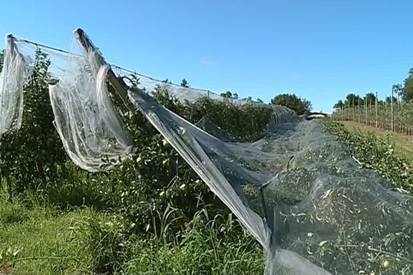 Deux rangs de pommiers ont été couchés par le vent et la pluie dans ce verger de Sainte-Bazeille. 