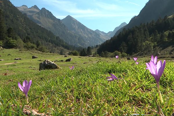 Le Festival Pyrénéen de l’Image Nature démarre ce week-end à Cauterets.