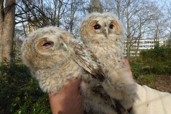 Ces deux bébés chouette hulotte ont été découverts mardi 2 mars 2021 à Sotteville-les-Rouen.