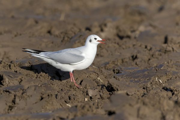 Le virus d'influenza aviaire a été identifié sur une mouette rieuse, dans l'Orne. Photo d'illustration.