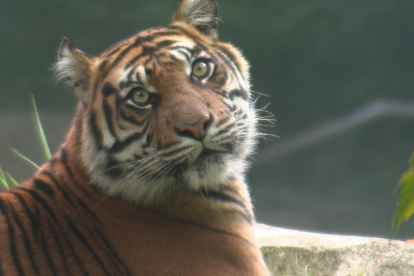 Les tigres mangent 4 kilos de viande par jour.