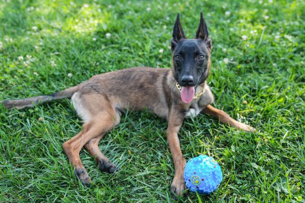 Les associations de défense des animaux déplorent la recrudescence d'abandons de malinois après la période des Jeux Olympiques.