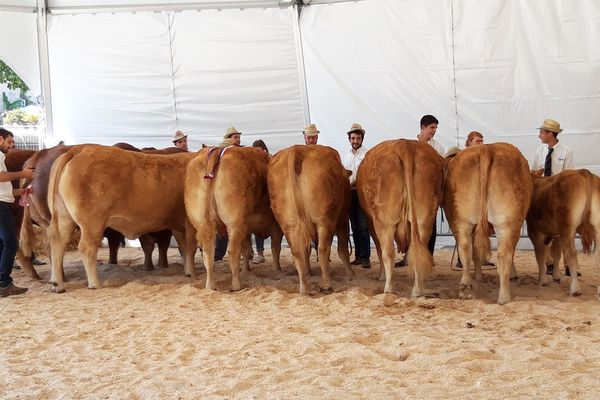 Les comices agricoles de Corrèze annulés en raison de la crise sanitaire