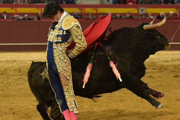 Victor Barrio. Valdemorillo, 6 février 2016. Toro de Monte la Ermita. Vous trouverez, ailleurs sur la toile, des images fixes ou animées de la cornada de Teruel. Nous, nous préférons vous montrer celle-là.