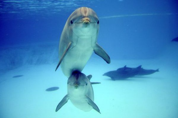 Les dauphins en captivité vivent moins longtemps selon le collectif "C'est assez" qui appelle à manifester à Port-Saint-Père à l'occasion de la journée mondiale contre les delphinariums "Empty the tanks"