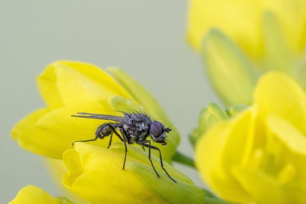 La mouche tueuse d'ovins inquiète sérieusement les éleveurs