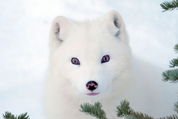 Kina la renarde polaire, héroïne de ce conte familial, est séparée de sa moitié dans un environnement soumis à la pression de l'homme