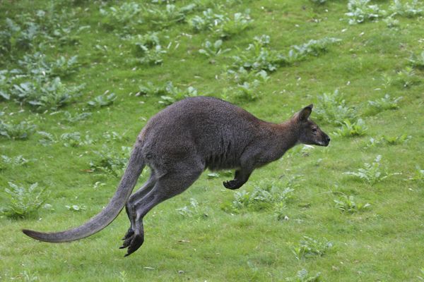 Le Wallaby de Benett peut être vu dans de nombreux parcs zoologiques français