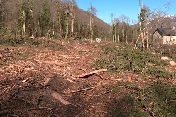 Plus de 350 arbres centenaires ont été abattus par des bucherons espagnols sans autorisation.