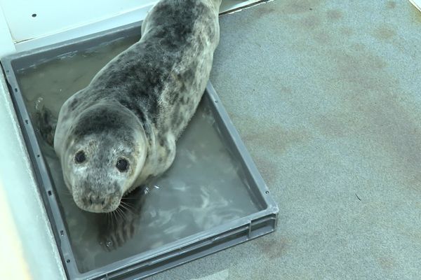 Ce bébé phoque a été secouru ce mardi 21 janvier, sur une plage de Biscarrosse.