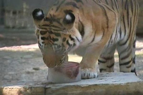 Un morceau de viande enrobé de glace pour ce tigre de sibérie du zoo de Plaisance