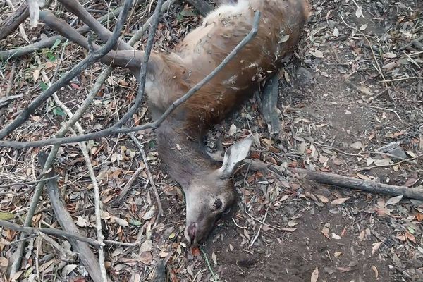 Le faon a été volontairement abattu et laissé sur place, déplore le PNRC.