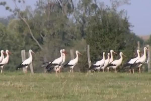 Nos amies les cigognes.