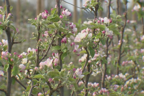 Les gelées sur les arbres fruitiers