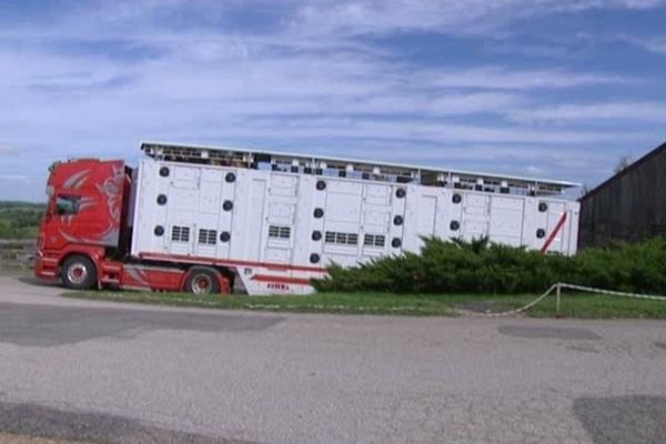 Des bovins limousins exportés par camion spécial à destination de la Mongolie, avril 2012