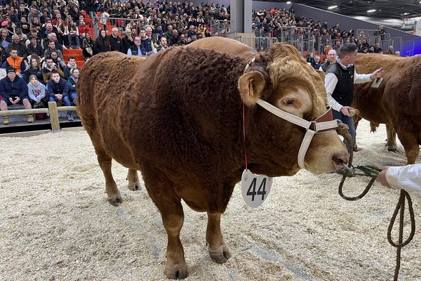 Onyx, cet énorme taureau de 1,510 tonnes a décroché le titre de grand champion de l'édition 2023. Il appartient au GAEC Lebourg, situé en Creuse.