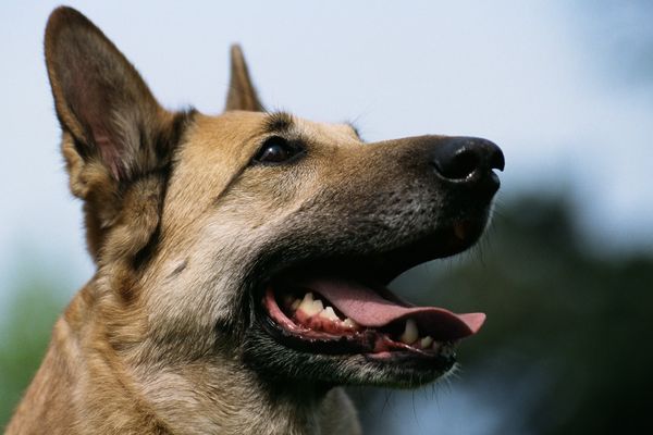 L'homme, apprenant qu'il allait être papa, a ordonné à son chien de mordre sa petite amie.