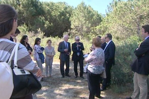 Le pin est-il encore l'arbre à privilégier pour préserver la forêt de Pinia ? 