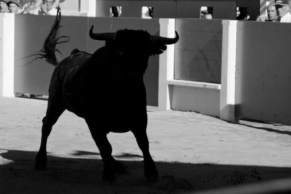 Noir et blanc, toro bravo. En tôle celui d'Osborne aux quatre coins de l'Espagne. En chair et en os, magique ombre chinoise, celle de ce novillo de Raso de Portillo. Parentis 2013.