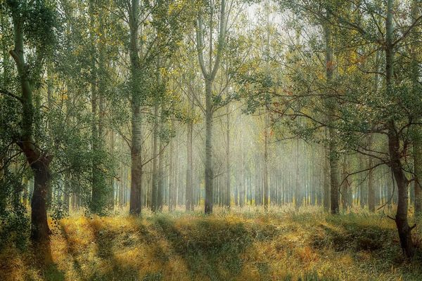 Une forêt sous des rayons de soleil.