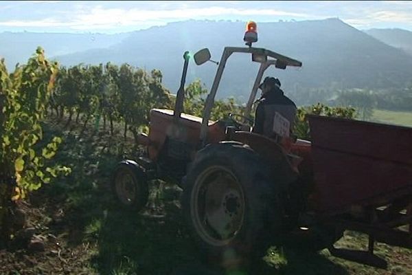 Ici, les vendanges n'ont commencé que le 21 octobre. 