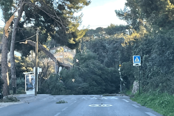 Ce matin, image d'un arbre arraché avenue du Commandant Houot à La Garde.