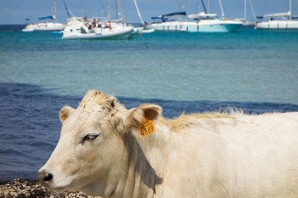 Vache sur la plage de Macinaggio