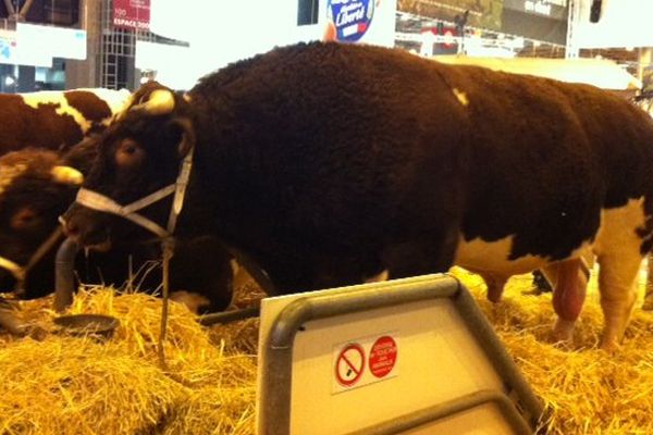 Fêtard, le taureau, pesait près de deux tonnes.