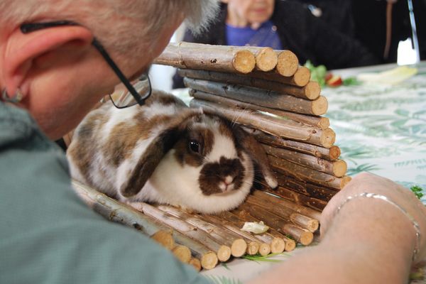 Les résidents de l'Ehpad de Pierrefontaine-Les-Varans dans le Doubs profitent ponctuellement de la visite de petits pensionnaires comme des lapins, des chiens, ou encore des rats.