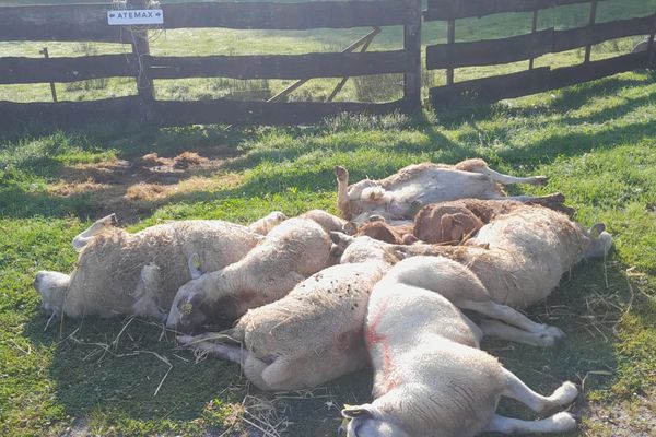 Archives : cadavres de mouton, victimes de la fièvre catarrhale ovine au mois d'août dans les Ardennes.