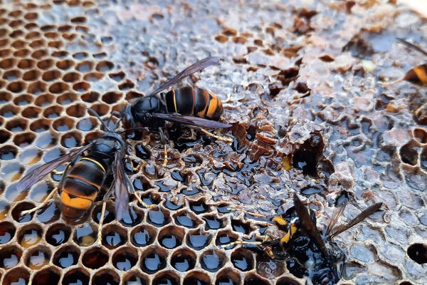 Les frelons asiatiques à pattes jaunes s'introduisent au sein des ruches d'abeilles pour les tuer et se nourrir de leur abdomen, riche en vitamines.