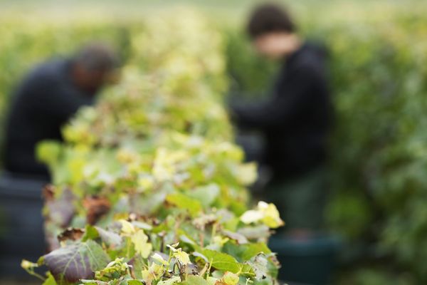 En Champagne, le gel et le mildiou ont pesé sur les vendanges 2016. (Illustration)