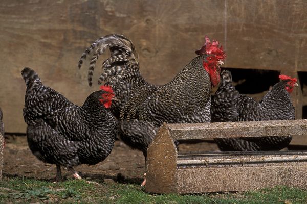 Poules Coucou de Rennes