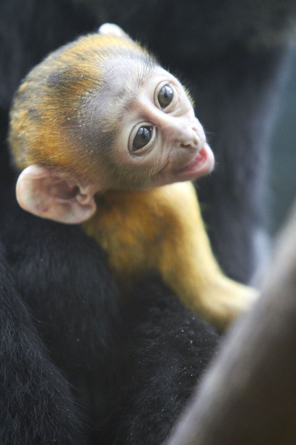 Le singe est né le 17 septembre 2019.