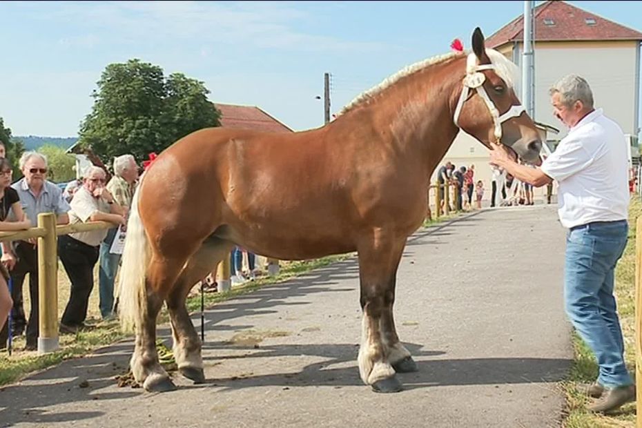 Franche Comte Le Cheval De Trait Comtois Se Porte Economiquement Bien