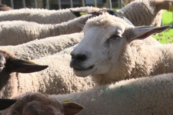 La fièvre catarrhale, une maladie qui touche les ovins, les bovins et les caprins.