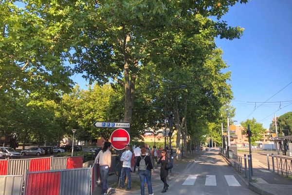 Blagnac (Haute-Garonne) - Thomas Brail veut sauver 14 platanes de l'abattage - 9 août 2021.