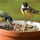 Nourrir les oiseaux du jardin