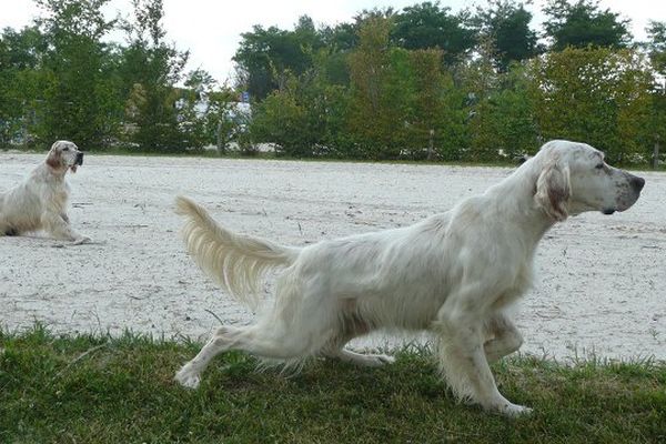 Démonstration de chiens d'arrêt au Game Fair 2015.