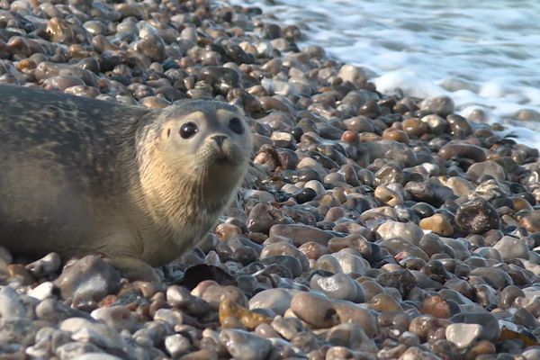 Après quelques hésitations, les deux jeunes femelles redécouvrent La Manche.