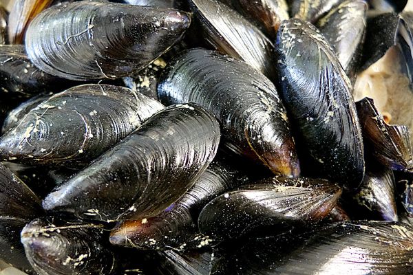 Les moules de la lagune de Thau sont de nouveau consommables sans risque sanitaire - archives.