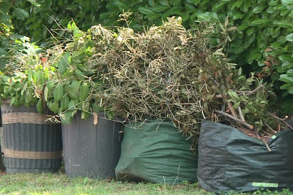 La collecte des déchets verts évolue dans l'agglomération toulousaine