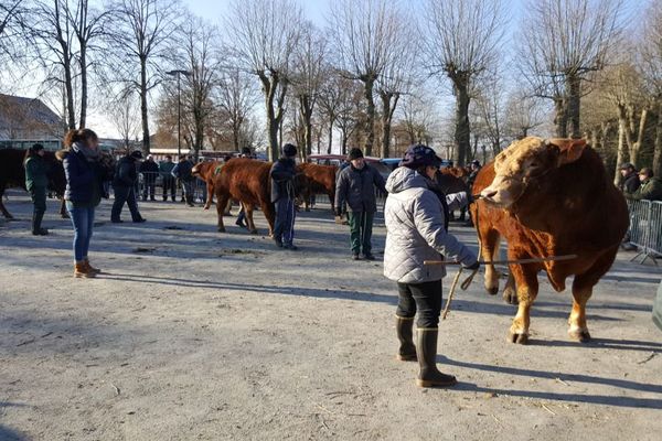 Les animaux sur le ring du foirail de Lubersac en Corrèze