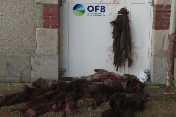 Des peaux de sanglier et un cadavre de renard déposés devant la porte de l'Office Français de la Biodiversité le 26 novembre à Coutances (Manche)